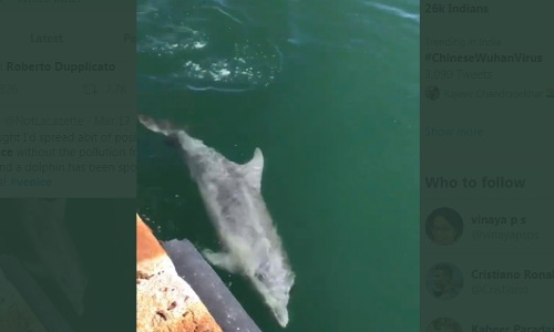 കൊറോണക്കാലത്ത് മലിനീകരണം കുറഞ്ഞു, വെനീസിലെ കനാലുകളില്‍ ഡോള്‍ഫിനുകള്‍ വീണ്ടുമെത്തി