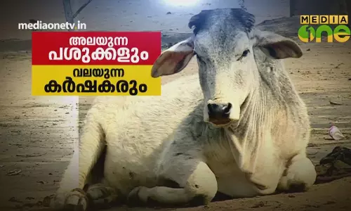 അലയുന്ന പശുക്കളും വലയുന്ന കർഷകരും  