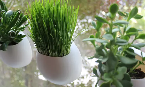 കുറഞ്ഞ ചെലവില്‍ കിടു ഇന്‍ഡോര്‍ ഗാര്‍ഡനൊരുക്കാം