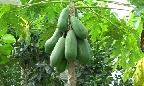 എന്നാലിനി കുറച്ച് പച്ച പപ്പായ വിശേഷങ്ങള്‍ അറിയാം