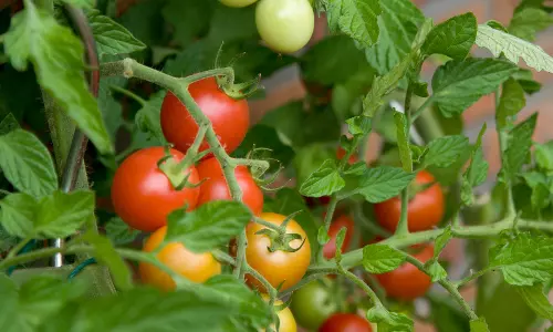 ഹസീനയുടെ വീട്ടിലേക്കാവശ്യമായ പച്ചക്കറികളെല്ലാം മട്ടുപ്പാവില്‍ കിട്ടും