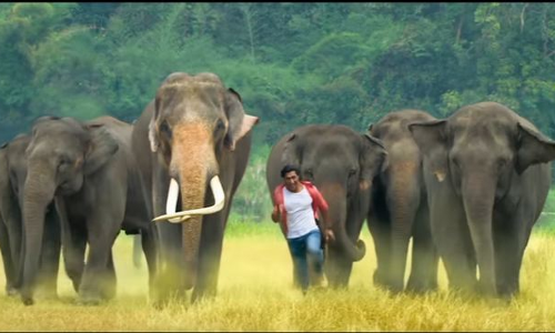 ആനയും ആനപ്രേമിയും ആനവേട്ടയും.. ജംഗ്‍ലിയുടെ കിടിലന്‍ ട്രെയിലറെത്തി