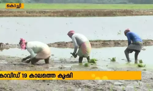 കോവിഡ് കാലത്ത് ആഘോഷങ്ങളില്ലാതെ പുഞ്ചകൃഷിയിറക്കി 