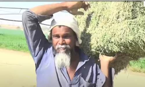 ഇത് നജീബ്: ആടുജീവിതത്തിലെ നജീബല്ല, സൗദി മരുഭൂമിയെ പച്ചപുതപ്പിച്ച മലയാളി കര്‍ഷകന്‍