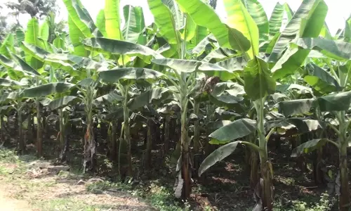 ഒരേക്കര്‍ സ്ഥലം മുഴുവനും വാഴയും പച്ചക്കറികളും കൊണ്ട് നിറച്ച് ലക്ഷ്മിക്കുട്ടി