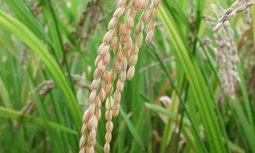 പ്രളയശേഷം കാർഷിക വിപ്ലവം തീർത്ത് കുട്ടനാടൻ കർഷകർ  