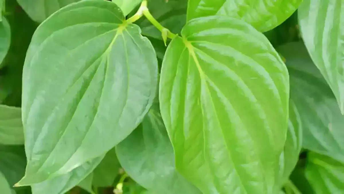 കണ്ടാല്‍ പറയുമോ..വെറ്റിലക്ക് ഇത്രയേറെ ഗുണങ്ങളുണ്ടെന്ന്