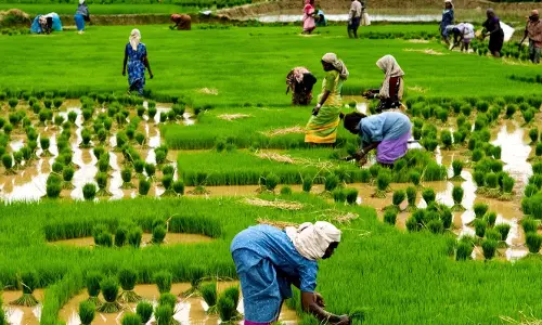 വയനാട്ടില്‍ രാഹുലിനെ കാത്തിരിക്കുന്നത് കര്‍ഷകരുടെ വിലാപങ്ങളെന്ന് എല്‍.ഡി.എഫ്