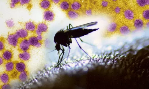 പേടിക്കണോ വെസ്റ്റ് നൈല്‍ വൈറസിനെ?