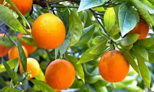 ഹൈറേഞ്ചിൽ ഇത് ഓറഞ്ച് വിളവെടുപ്പ് കാലം