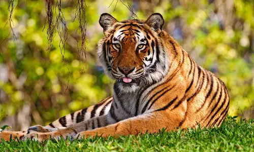 പാലക്കാട് കടുവ ആക്രമണം; ഭീതിയോടെ നാട്ടുകാര്‍ 