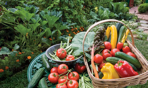 ടെറസില്‍ പൊന്ന് വിളയിച്ച് പൊലീസുകാരന്‍