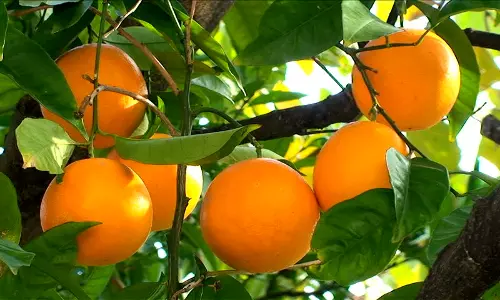 മൂന്ന് പതിറ്റാണ്ടിന് ശേഷം നെല്ലിയാമ്പതിയിലെ സര്‍ക്കാര്‍ ഫാമില്‍ ഓറഞ്ചുകള്‍ കായ്ച്ചു 