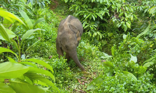 കാട്ടാനകളുടെ കൂട്ടത്തില്‍ ചില ആനകള്‍ അനാഥരാക്കപ്പെടുന്നു; എന്താണ് അതിന് കാരണം?