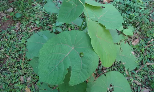 റബ്ബറില്‍ നഷ്ടം വന്നപ്പോള്‍ വട്ട കൃഷിയില്‍ വിജയം കൊയ്തൊരു വക്കീല്‍