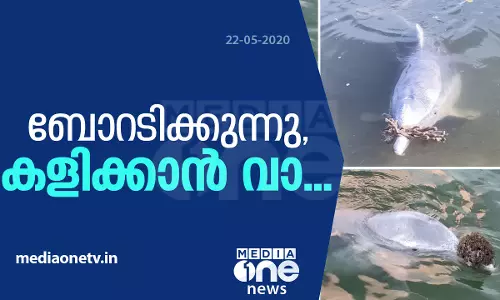 സമ്മാനങ്ങളുമായി മനുഷ്യരെ കളിക്കാന്‍ വിളിച്ച് ഡോള്‍ഫിനുകള്‍