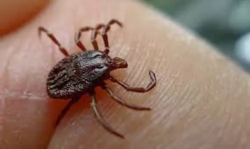 ചൈനയിൽ പുതിയ വൈറസ്: പരത്തുന്നത് ചെള്ള്; ഇതുവരെ മരിച്ചത് 7 പേര്‍