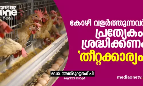 കോഴി വളർത്തുന്നവർ പ്രത്യേകം ശ്രദ്ധിക്കണം ഈ തീറ്റക്കാര്യം കോഴി വളർത്തുന്നവർ പ്രത്യേകം ശ്രദ്ധിക്കണം ഈ തീറ്റക്കാര്യം