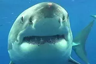 സ്രാവിന്‍റെ കടിയേറ്റ് 60കാരന്‍ മരിച്ചു