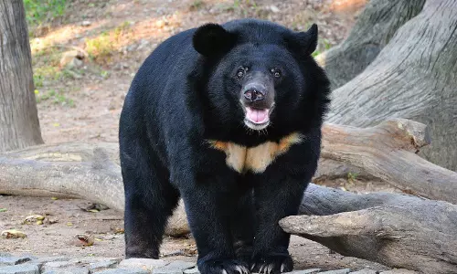 വെറുതെ നാട് കണ്ട് കാട്  കയറാനല്ല കടയ്ക്കലിലെ കരടി എത്തിയിരിക്കുന്നത്