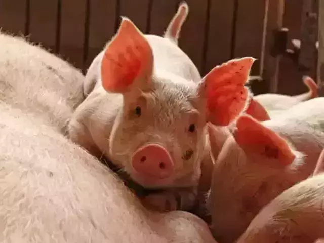 കോവിഡ് ഭീതിക്കൊപ്പം ജര്‍മ്മനിയില്‍ ആഫ്രിക്കന്‍ പന്നിപ്പനിയും