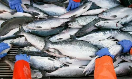 ബെയ്ജിംഗിലെ കോവിഡിന് പിന്നില്‍ സാല്‍മണ്‍ മത്സ്യങ്ങളെന്ന് ചൈന