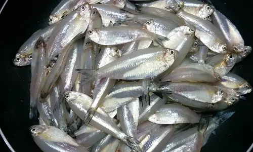 എല്ലുകളുടെ ആരോഗ്യത്തിന് ചെറുമീനുകള്‍