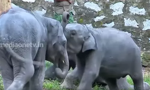 കോട്ടൂരിലെ ആന പുനരധിവാസ കേന്ദ്രം കോട്ടൂരിലെ ആന പുനരധിവാസ കേന്ദ്രം