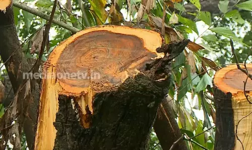 മാവൂരില്‍ മരങ്ങള്‍ മുറിച്ച് മാറ്റിയവര്‍ക്കെതിരെ നടപടി വേണമെന്ന് ആവശ്യം
