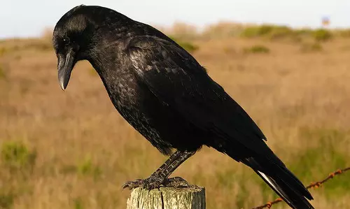 വയനാട്  ബത്തേരിയിൽ കാക്കകൾ  കൂട്ടത്തോടെ ചത്ത്  വീഴുന്നു  