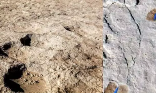 സൗദിയില്‍ ഒരു ലക്ഷത്തിലേറെ പഴക്കമുള്ള ഫോസിലുകള്‍ കണ്ടെത്തി