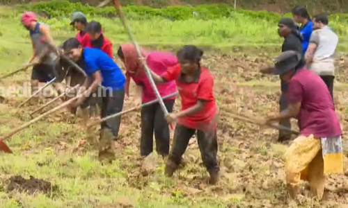 ചെറുവയൽ രാമനൊപ്പം പരമ്പരാഗത കാർഷിക അറിവുകൾ തേടി ഒരു കൂട്ടം വിദ്യാർഥികൾ