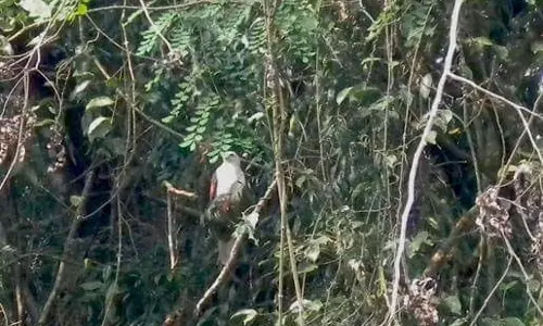 ശാന്തിവനത്തില്‍ കെ.എസ്.ഇ.ബി ടവര്‍ സ്ഥാപിക്കുന്നതിനെതിരെ ഒറ്റയാള്‍ പോരാട്ടവുമായി മീന മേനോന്‍ 