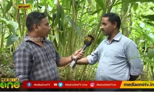 ഏലത്തിന് റെക്കോർഡ് വില ഏലത്തിന് റെക്കോർഡ് വില