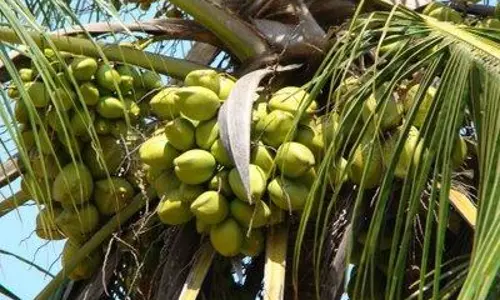 ആറ്റിങ്ങലിലെ തെരഞ്ഞെടുപ്പ് ചര്‍ച്ചകളില്‍ ഇടംപിടിച്ച് നാളികേര കോംപ്ലക്സ്