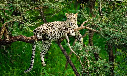 പുലിപ്പേടിയില്‍ വാല്‍പ്പാറ; ഒരു മാസത്തിനിടെ കൊന്നത് ഒന്‍പത് പശുക്കളെ