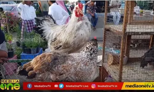 ജിദ്ദയിലെ ആഴ്ചചന്തകളിലെ വിശേഷങ്ങള്‍ കാണാം