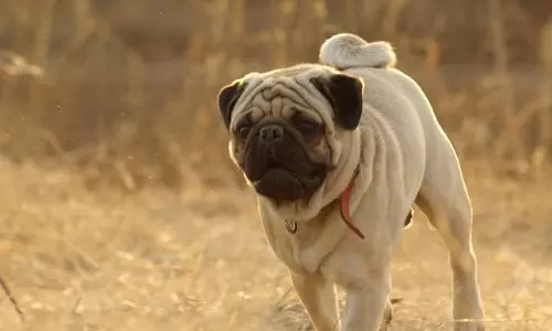 പഗ്‍ല്യാ ലോകസിനിമയില്‍ ശ്രദ്ധ നേടി മലയാളി സംവിധായകന്‍റെ മറാത്തി ചിത്രം