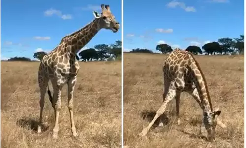 അറ്റന്‍ഷന്‍, സ്റ്റാന്‍ററ്റീസ്: ജിറാഫ് പുല്ല് തിന്നുകയാണ്...!