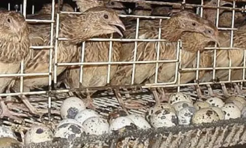 കാടവളർത്തലില് വിജയിക്കാന് ആറ് കാര്യങ്ങള് കാടവളർത്തലില് വിജയിക്കാന് ആറ് കാര്യങ്ങള്