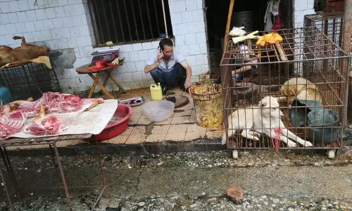 വെറ്റ് മാര്‍ക്കറ്റുകള്‍ ചൈന വീണ്ടും തുറന്നു, വവ്വാലും ഈനാംപേച്ചിയും വില്‍പനക്ക്