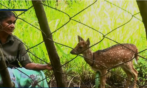 വാളയാര്‍ പാര്‍ക്കിന്‍റെ കണ്‍മണിയായി ഉമ്മുക്കുല്‍സു