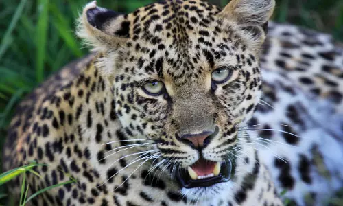 ഗര്‍ഭിണിയായ പുലി അജ്ഞാത വാഹനമിടിച്ചു ചത്തു