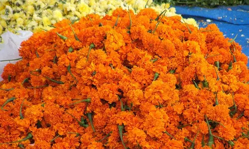 ഓണപ്പൂക്കളം വര്‍ണാഭമാക്കാന്‍ പ്രളയം തകര്‍ത്ത പൂപ്പാടങ്ങളില്‍ നിന്ന് ഇത്തവണയും അവരെത്തി