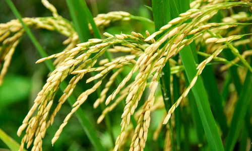 ചളി നിറഞ്ഞ ദേശീയ പാതയോരം നെല്‍പ്പാടമാക്കി ദാമോദരേട്ടന്‍