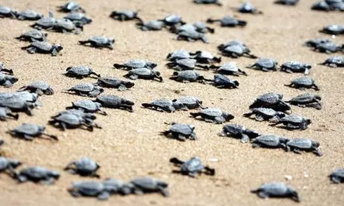 തീരം നിറച്ച് കടലാമക്കുഞ്ഞുങ്ങള്‍; വിസ്മയക്കാഴ്ചക്ക് വേദിയായി ഒഡിഷയിലെ റിഷികുല്യാ കടല്‍ത്തീരം 