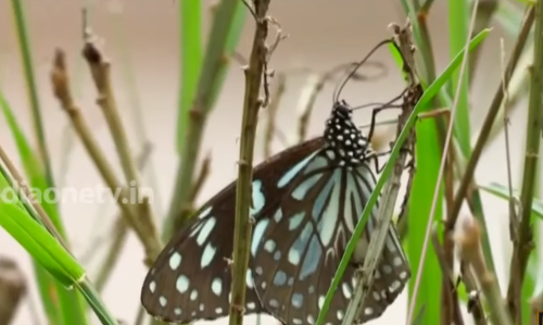 തൃശൂര്‍ കലക്ട്രേറ്റിന് മുന്നിലെ പൂന്തോട്ടത്തിലെ മനോഹരമായ ദൃശ്യം കാണാം