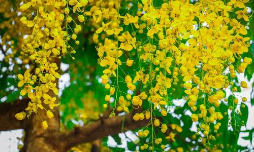 കാർഷിക സമൃദ്ധിയുടെ ഓർമ പുതുക്കി ഇന്ന് വിഷു