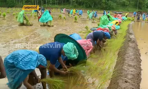 വയനാട്ടിലെ വിളനാട്ടി ഉത്സവം  