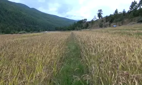 നെൽവിത്തുകൾ മുളയ്ക്കാത്തത്  പരിശോധിക്കുമെന്ന് കൃഷി വകുപ്പ്